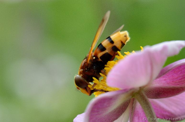 ENE-20120811-0498.jpg